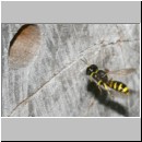 Ectemnius cavifrons oder ruficornis - Grabwespe w07a 12mm.jpg